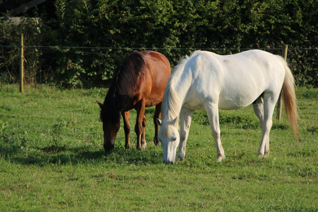 Gite D'Anne Et Ulysse Sept-Freres Buitenkant foto